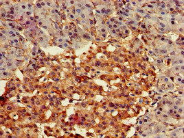 FZD4 Antibody