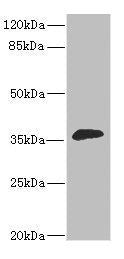 DHDH Antibody