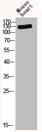 THBS2 Antibody