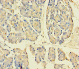 APPL1 Antibody