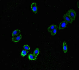 ZNRF3 Antibody