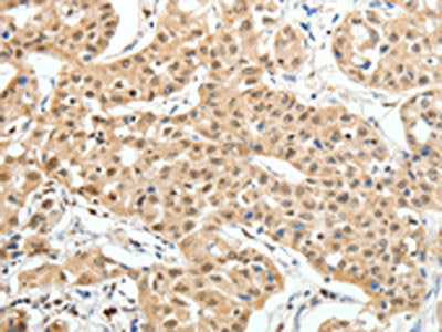 PAX7 Antibody
