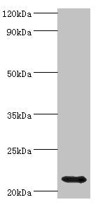 HSPB8 Antibody