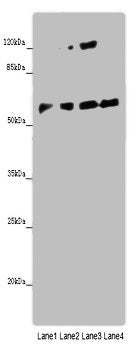 ANGPTL2 Antibody