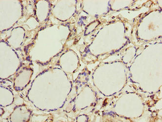 PADI3 Antibody