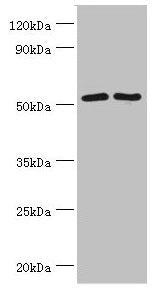 SUFU Antibody