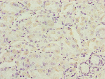SNX7 Antibody