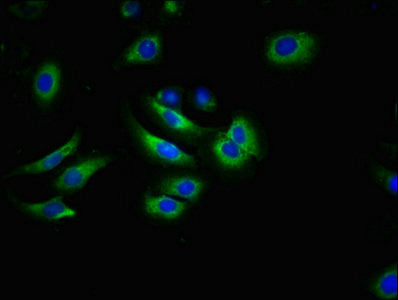 ABCG2 Antibody
