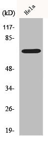 XRCC6 Antibody