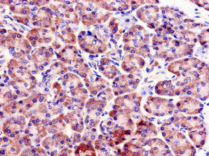 FBXO9 Antibody