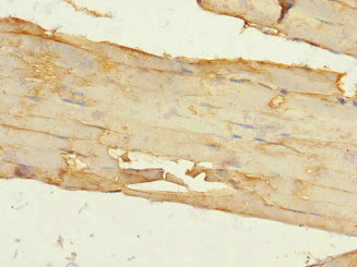 ITGA11 Antibody