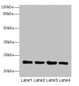 HPCAL4 Antibody