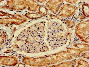 ING4 Antibody