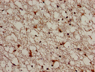 TRIM33 Antibody