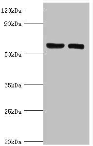 GGA2 Antibody