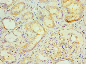 GGA2 Antibody