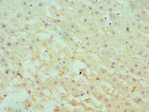 SERPINA10 Antibody