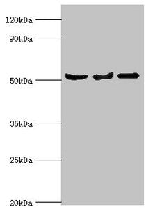 SERPINA10 Antibody