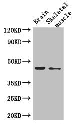 AJAP1 Antibody