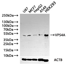 VPS4A Antibody