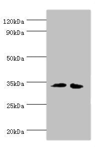 RPH3AL Antibody