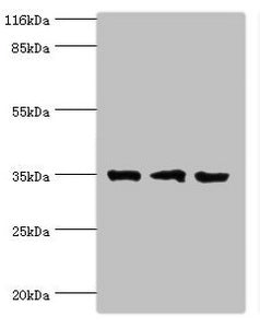 RPH3AL Antibody