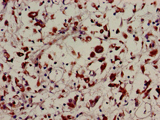 USP22 Antibody