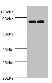 ANAPC5 Antibody