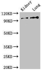 VAV3 Antibody