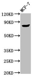 TPX2 Antibody