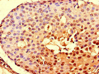 NOTCH3 Antibody