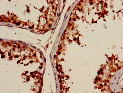 POLI Antibody