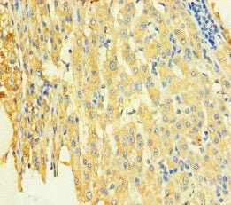 STX8 Antibody