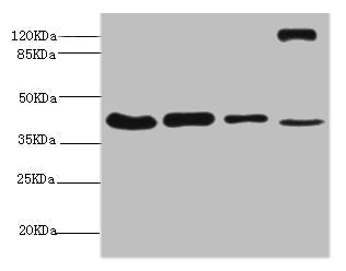 NSFL1C Antibody