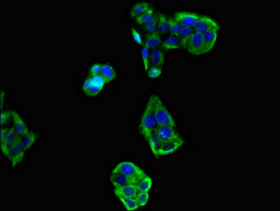 RIMS2 Antibody