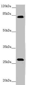 MID2 Antibody