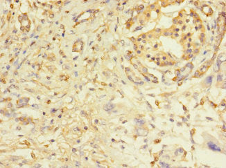 PILRA Antibody