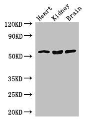 SLC7A7 Antibody