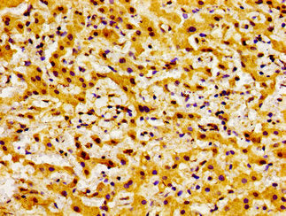 BOK Antibody
