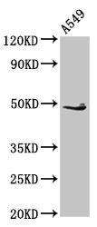 EDAR Antibody