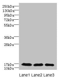C3orf18 Antibody