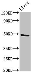 PACSIN3 Antibody