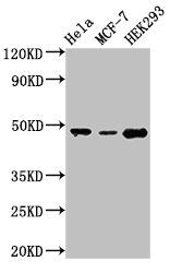 PACSIN3 Antibody