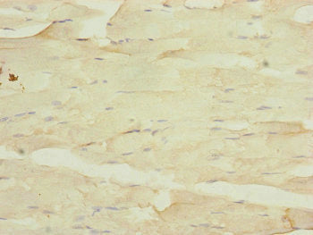 MYO5B Antibody