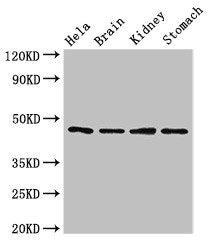 NOB1 Antibody