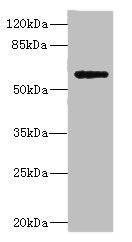 PLA2G4C Antibody