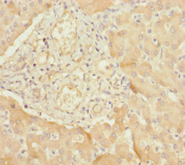 B9D1 Antibody