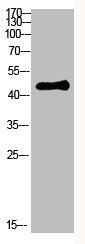SMARCB1 Antibody