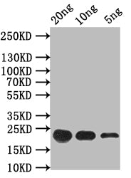 FMRFaR Antibody