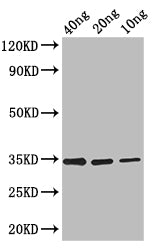 FMRFaR Antibody